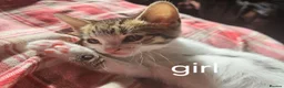 British Shorthair cats for sale: Kittens for sale - Advert 3