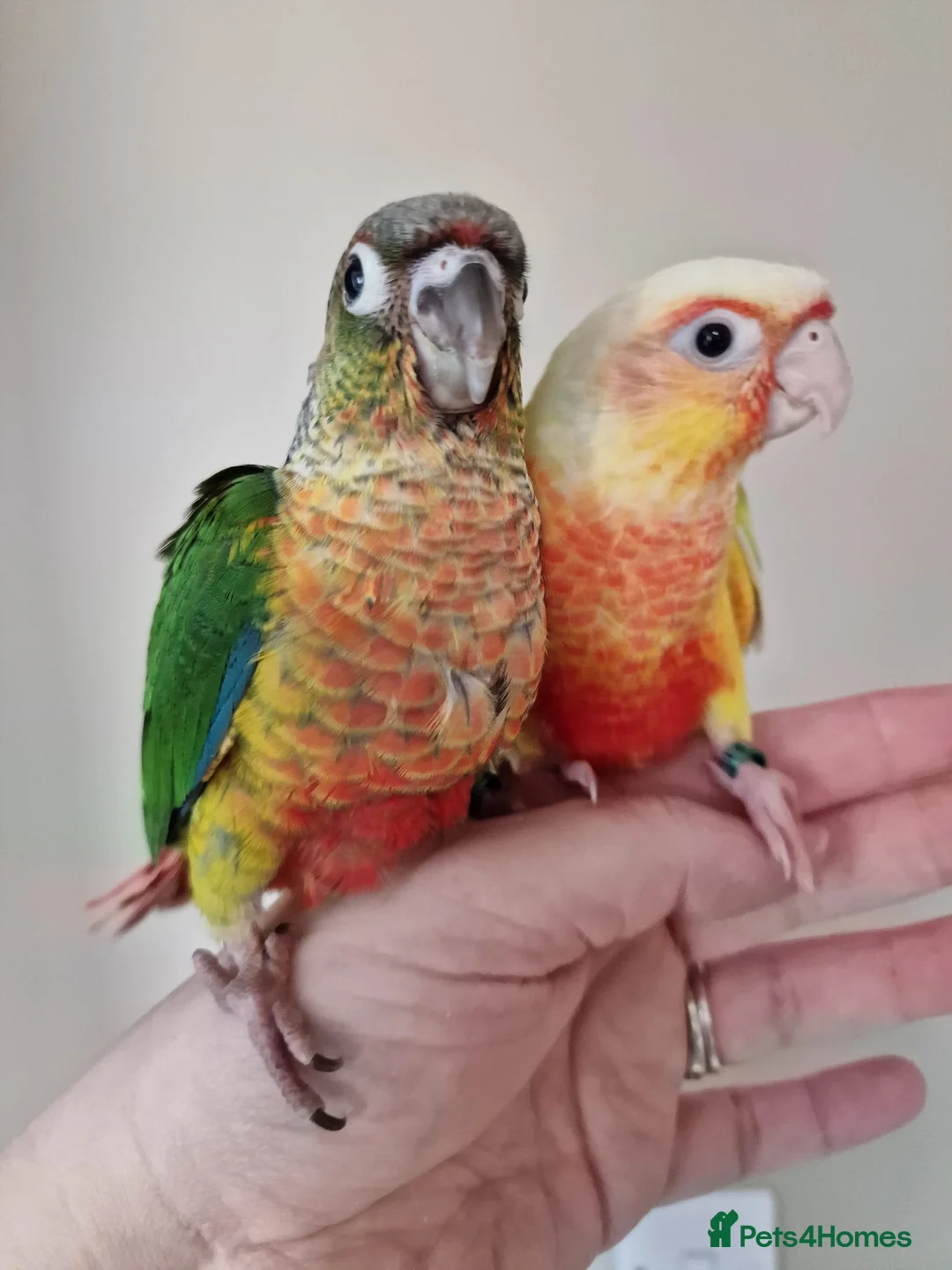 Conures birds for sale: Adorable fully hand reared baby conures!!  - Advert 5