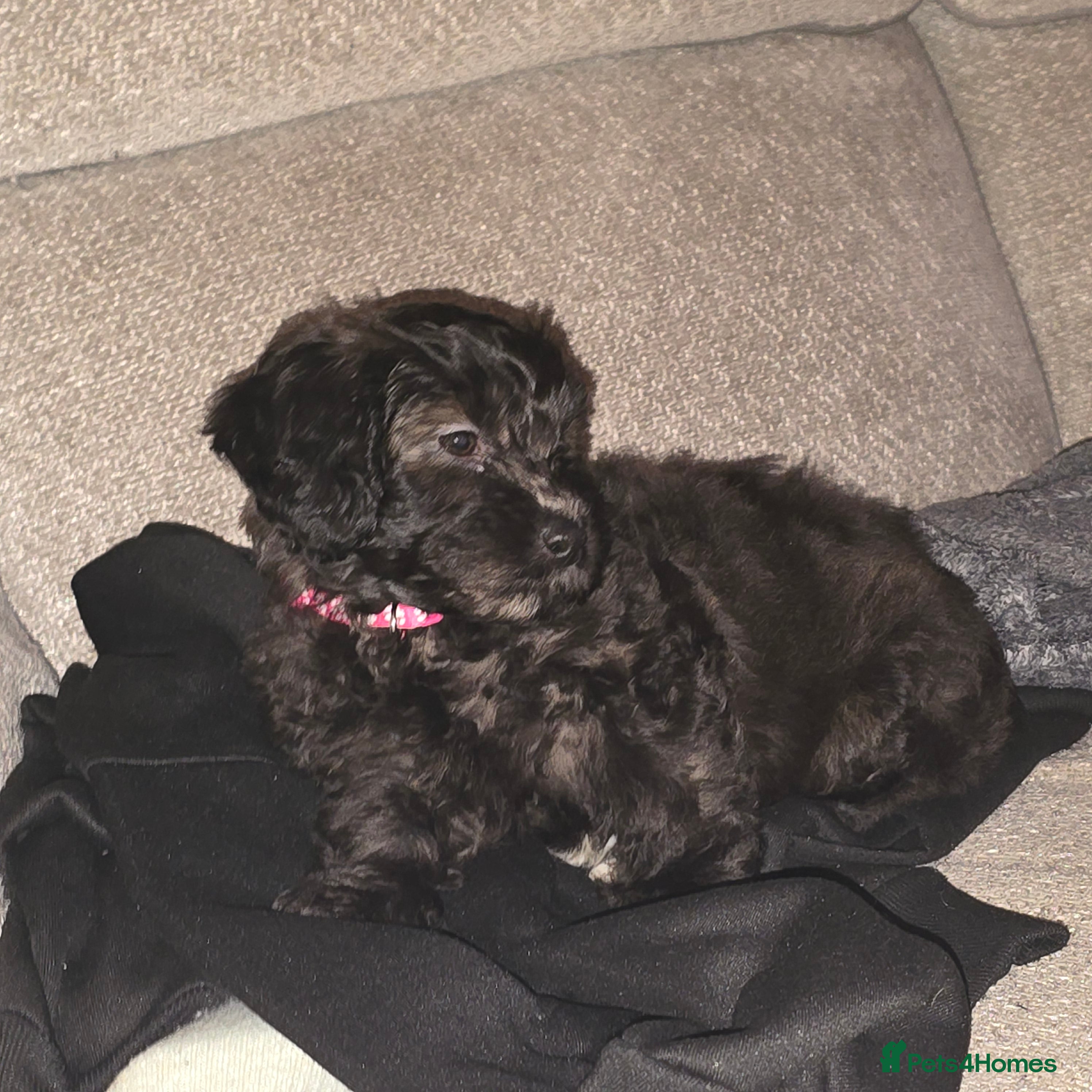 Shihpoo dogs ✨Reduced- 1 Girl £1000✨ - Advert 2