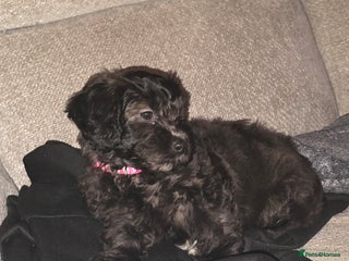 Shihpoo dogs ✨Reduced- 1 Girl £1000✨ - Advert 1