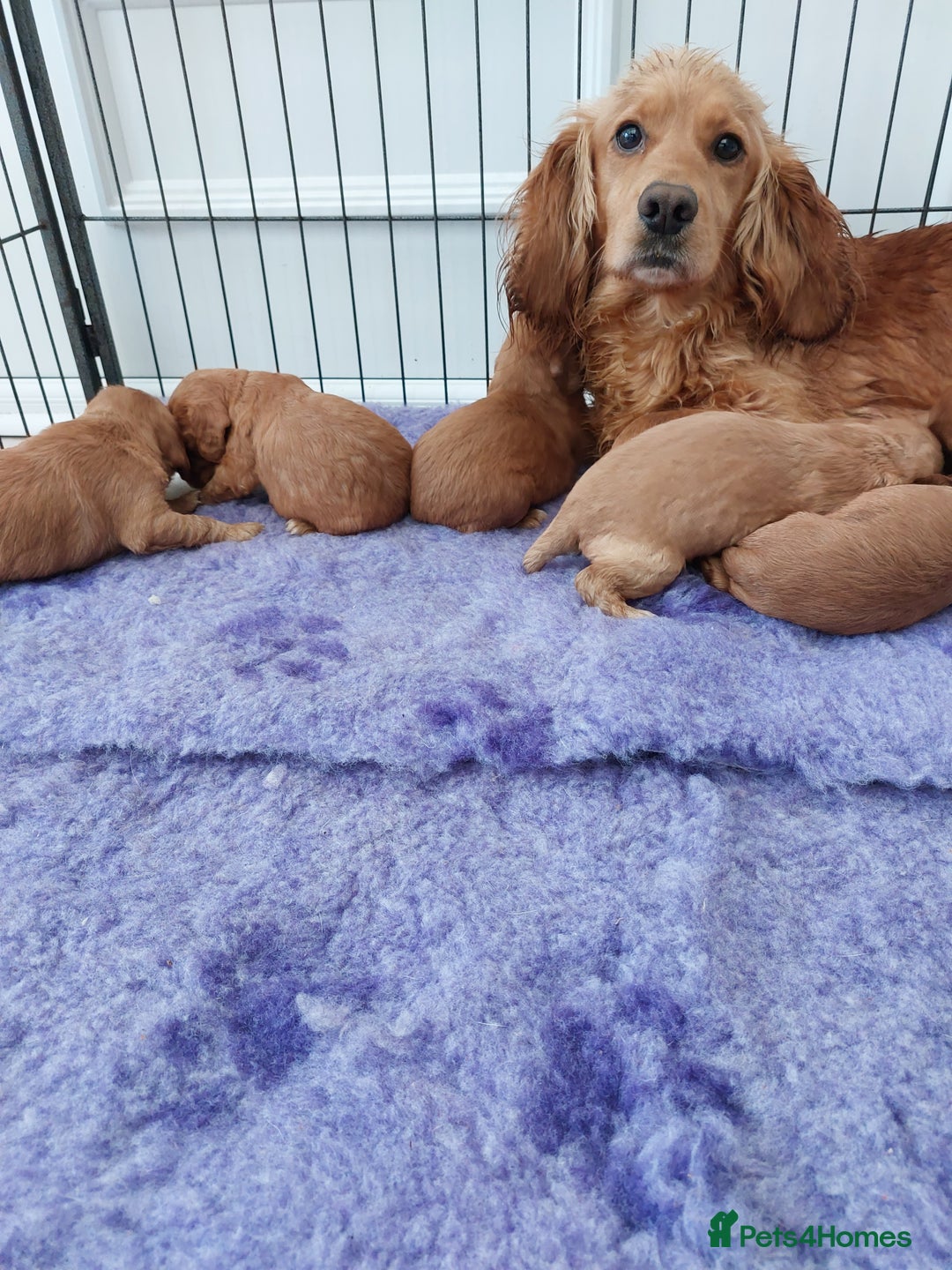 Cocker Spaniel dogs for sale: Health tested working cocker spaniels  - Image 29