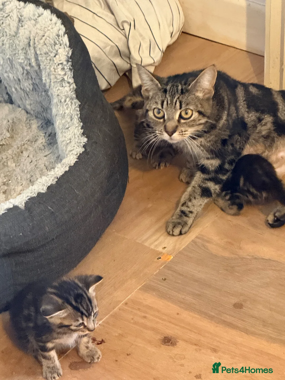 Mixed Breed cats for sale: Half bengal and tabby kitten for sale  - Advert 1