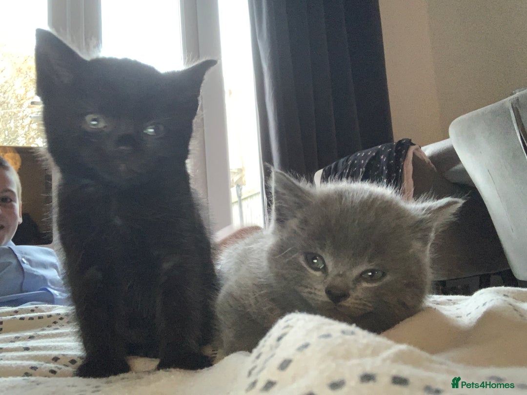 Mixed Breed cats for sale: Kittens for sale  - Image 2