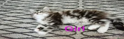 Maine Coon cats for sale: Maine coon kittens available  - Advert 4