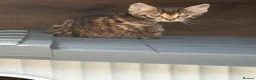 Bengal cats for sale: Bengal kittens pedigreed and Registered - Advert 3