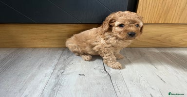 Cockapoo dogs - Advert 14