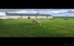 Weimaraner dogs for sale: KC Weimaraner puppies  - Image 19