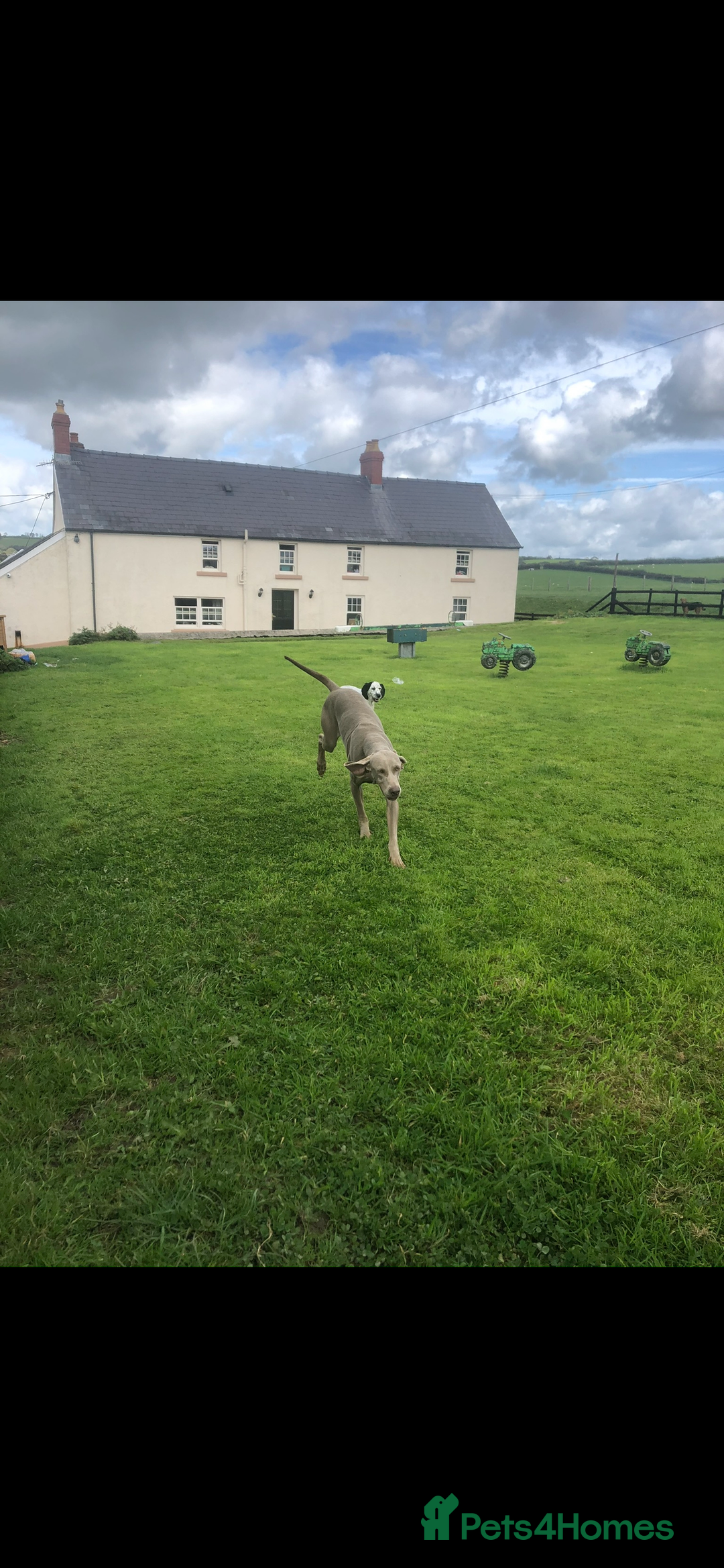 Weimaraner dogs for sale: KC Weimaraner puppies  - Image 19