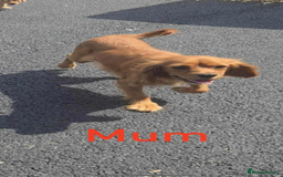King Charles Spaniel dogs for sale: King Charles spaniel puppy’s  - Image 7