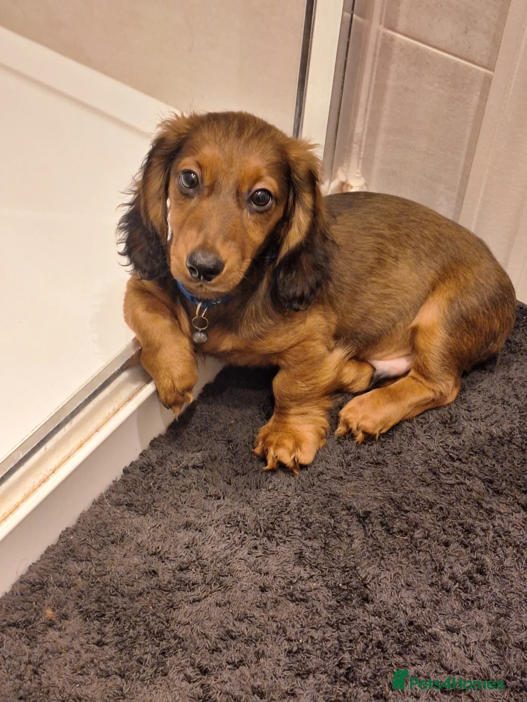 Miniature Dachshund dogs for sale: 6 month miniature long hair dachshund - Advert 21