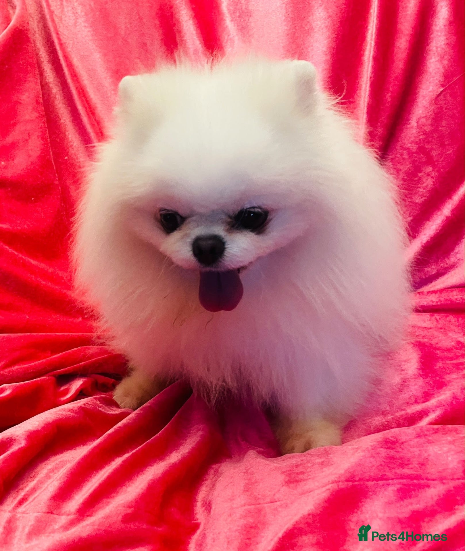 Pomeranian dogs Ice white boy for sale  - Advert 10