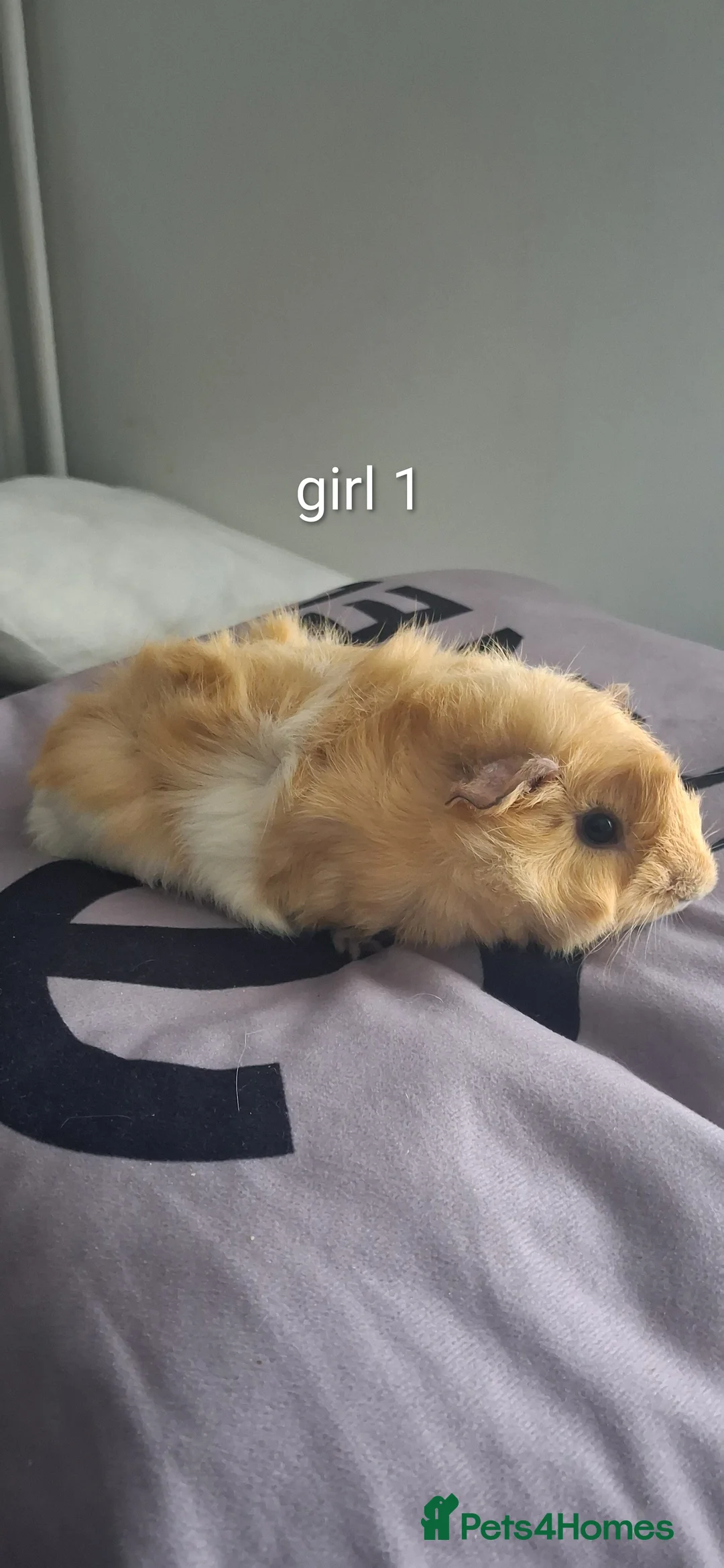 Guinea Pig rodents for sale: Baby boys and 2 girls  - Advert 2