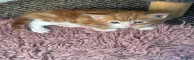 Mixed Breed Kitten 2