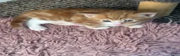 Mixed Breed cats for sale: Two cute fluffy kittens  - Advert 2