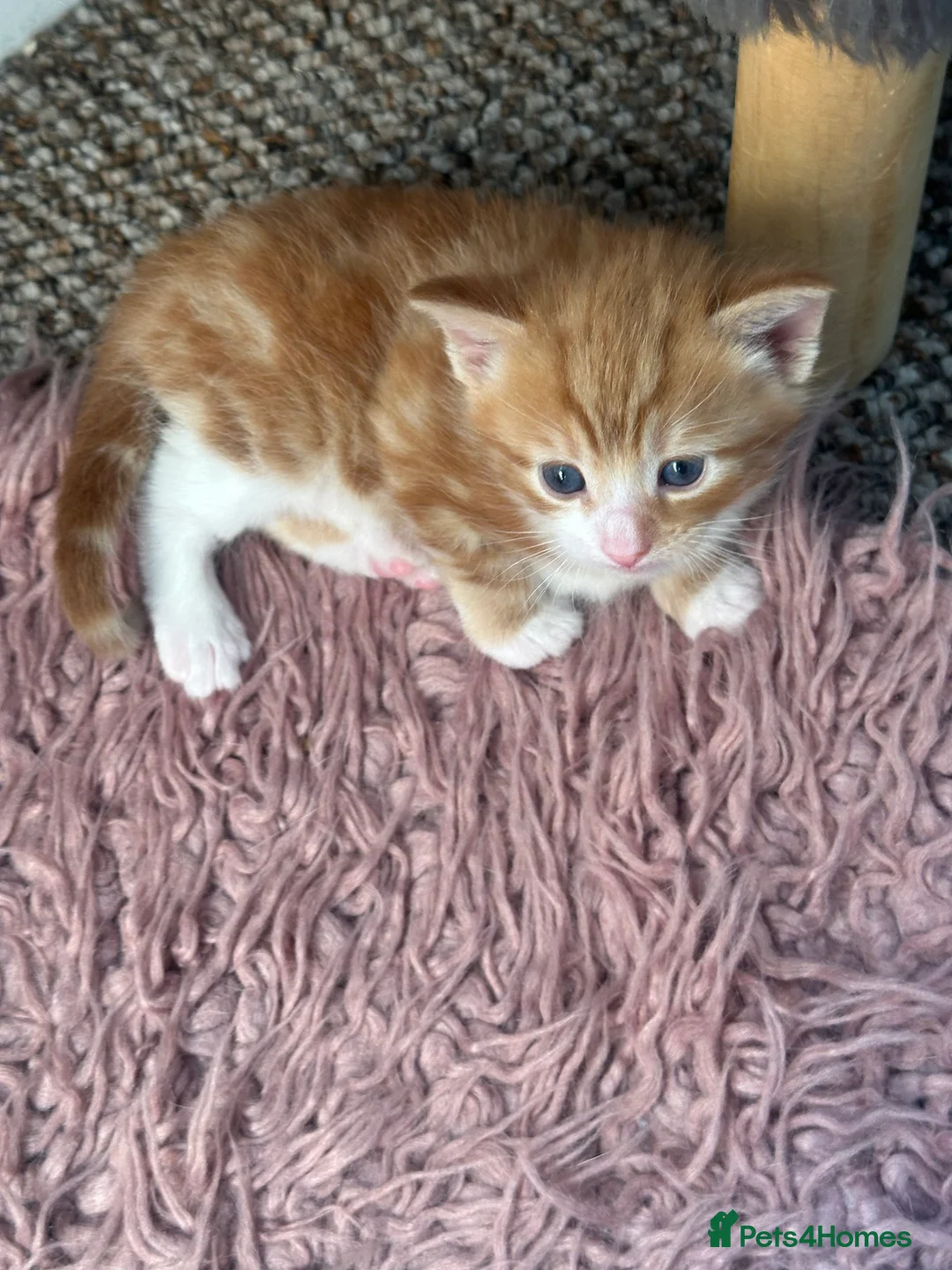 Mixed Breed cats for sale: Two cute fluffy kittens  - Advert 2