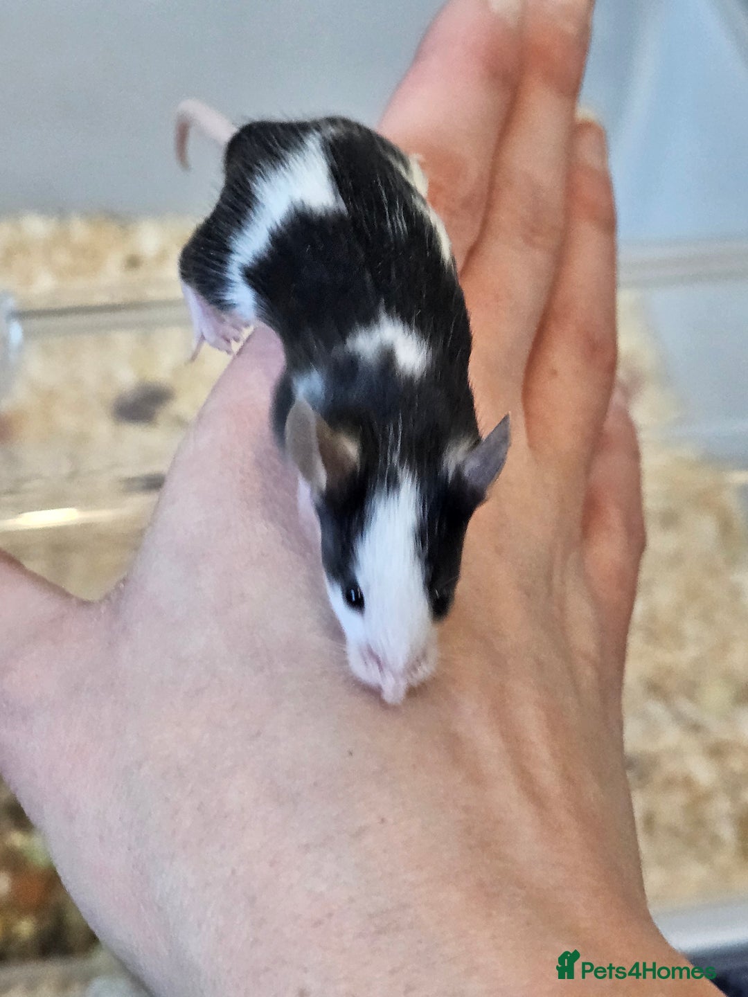 Mouse rodents for sale: Fancy mice  - Advert 2