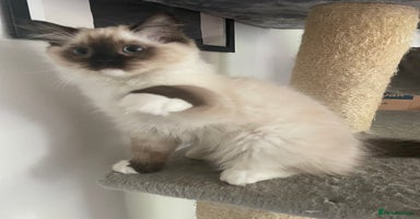 Ragdoll cats - Advert 16