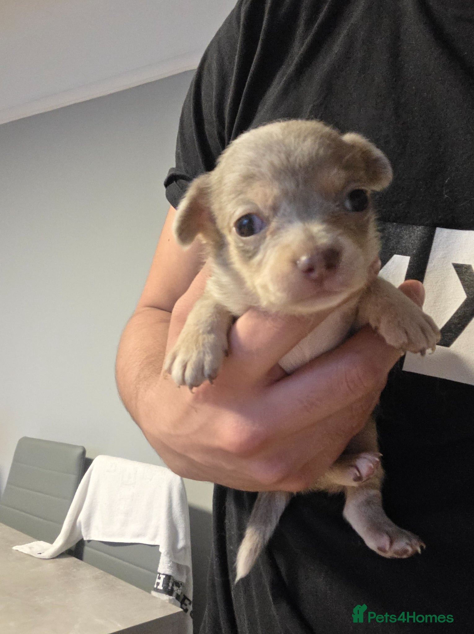 Chihuahua dogs for sale: Long & short haird chihuahua puppies  in Wirral - Advert 22