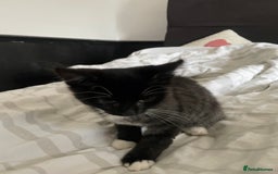 British Shorthair cats for sale: Black and White Kittens - Image 7