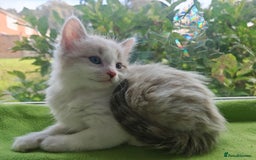Ragdoll cats for sale: Ragdoll/Siamese Beautifull kitten +chip - Image 2