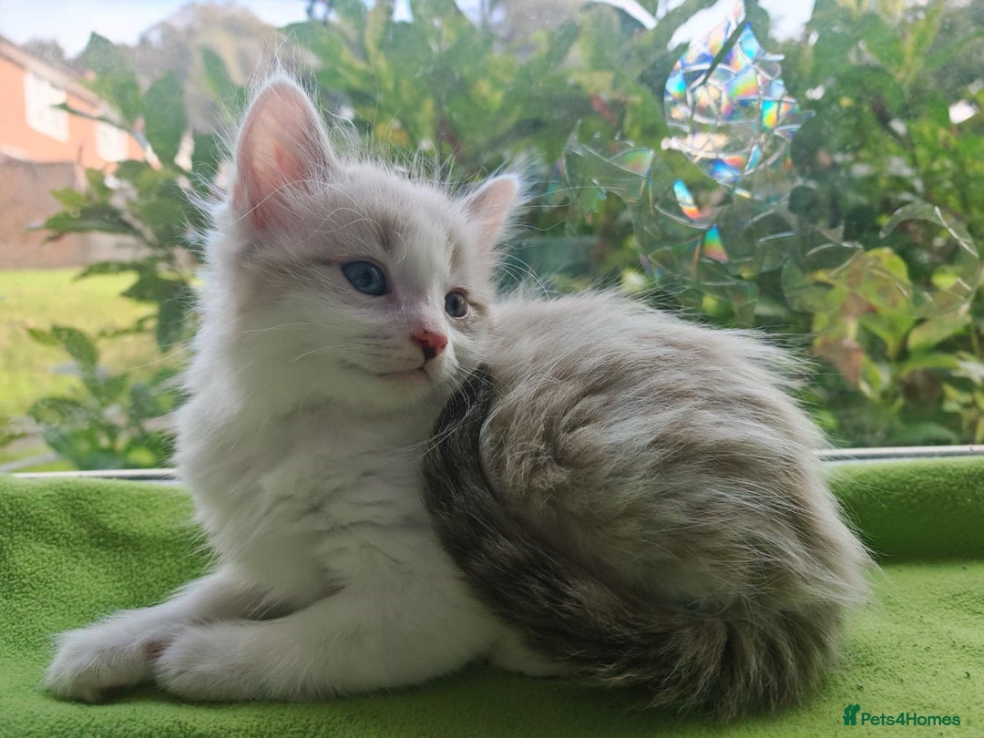 Ragdoll cats for sale: Ragdoll/Siamese Beautifull kitten +chip - Image 2
