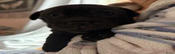 Mixed Breed dogs for sale: Sher Pei x Staffy Pups with lines of Pekinese  in Pontefract - Advert 4