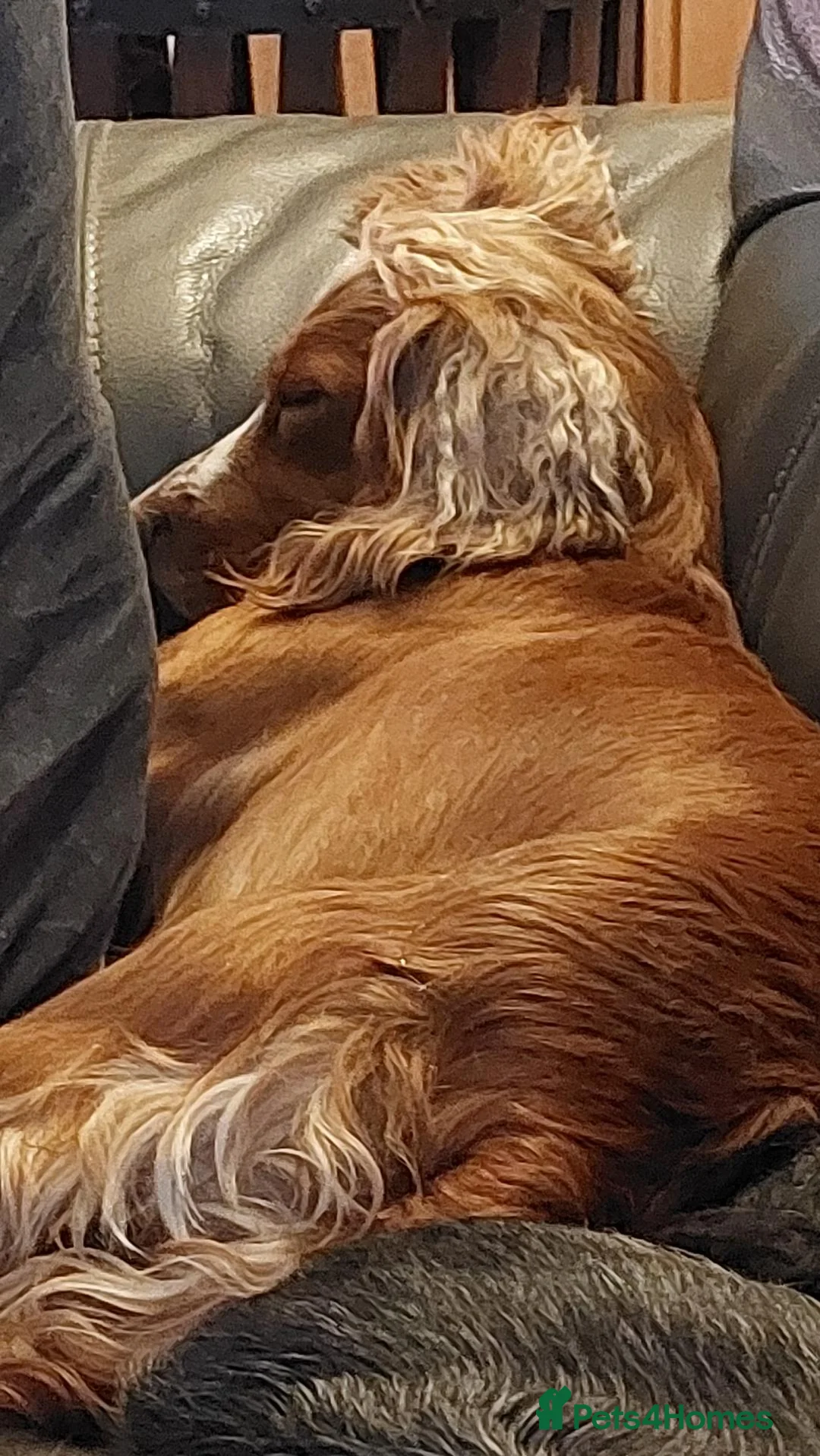 Cocker Spaniel dogs for sale: 2yr old Cocker Spaniel  - Advert 3