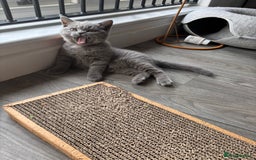 British Shorthair cats for sale: Chunky British Shorthair Kittens in Braintree - Image 13
