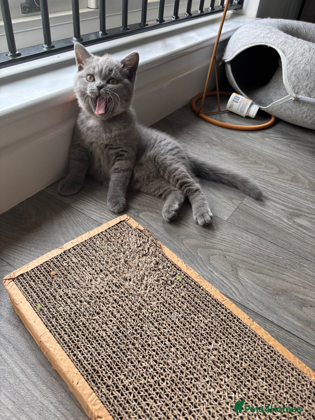 British Shorthair cats for sale: Chunky British Shorthair Kittens in Braintree - Image 13