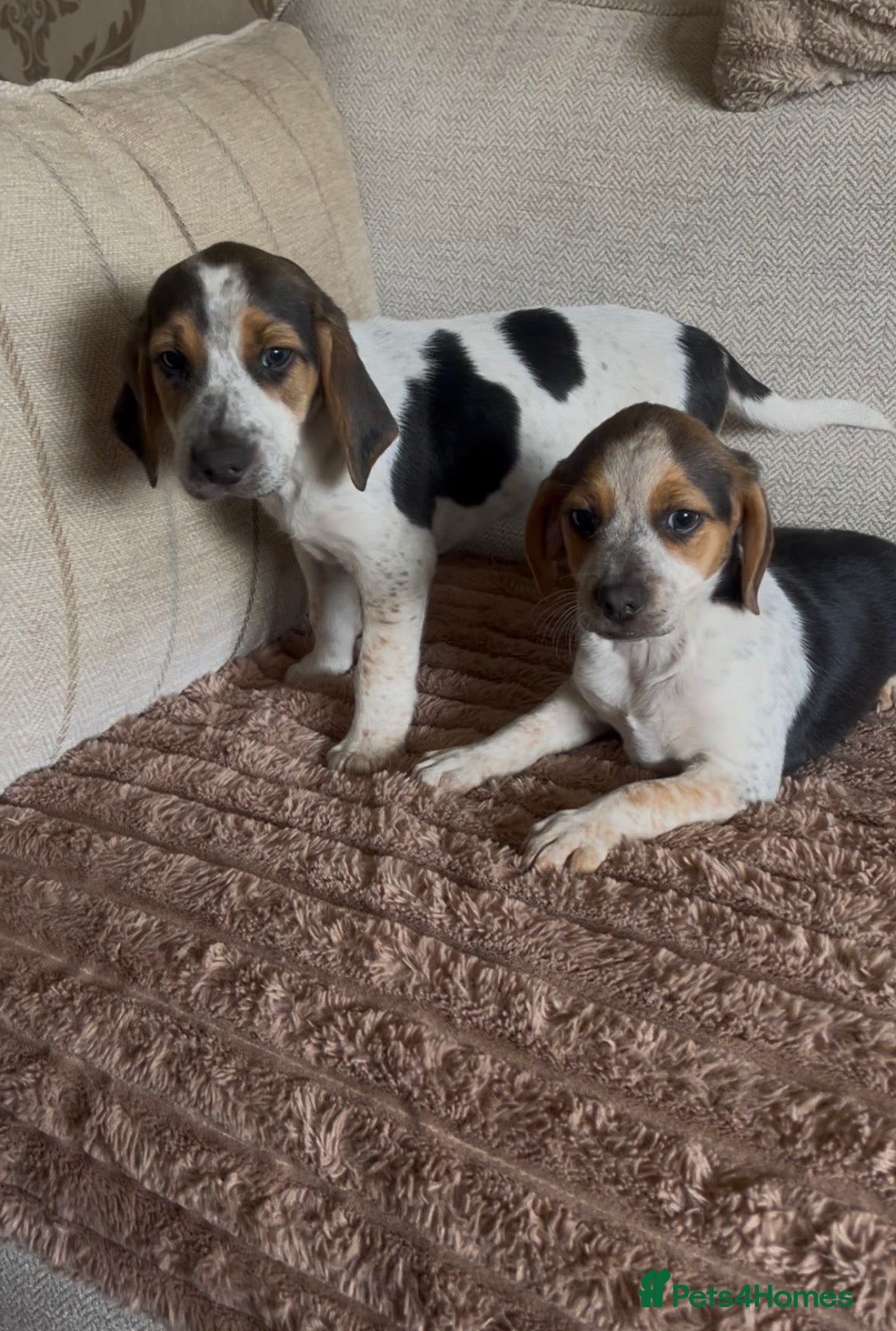 Beagle dogs Health tested beagle puppies  - Advert 11