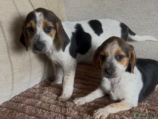 Beagle dogs Health tested beagle puppies - Advert 5