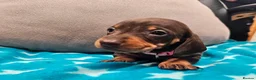 Miniature Dachshund dogs for sale: Beautiful KC Miniature Dachshund Puppies 🐾 - Advert 24