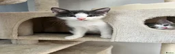 Mixed Breed cats for sale: Ready to leave kittens - Advert 3