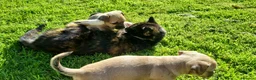 Mixed Breed dogs for sale: Gorgeous little pug mix puppies in Dungannon - Advert 5