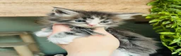 Maine Coon cats for sale: Stunning pedigree Maine coon kittens TICA  - Advert 12