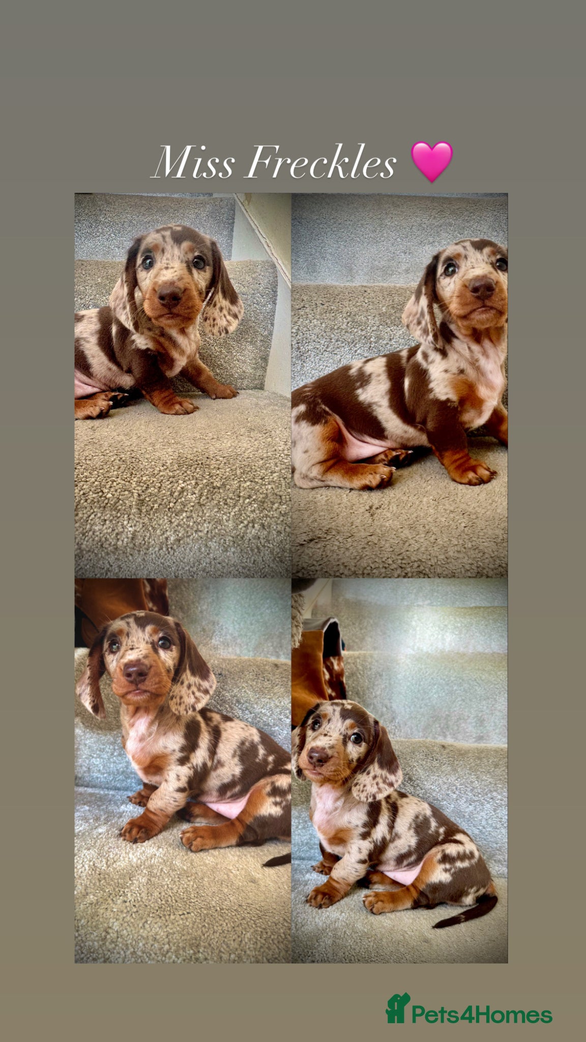 Miniature Dachshund dogs READY SATURDAY MINI DACHSHUND SERIOUS BUYERS ONLY  - Advert 18