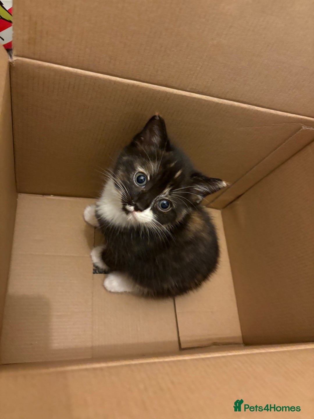 Mixed Breed cats for sale: Ragdoll cross kittens  - Advert 15