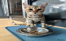 Bengal cats for sale: Beautiful Male TICA registered Bengal Kitten - Image 13