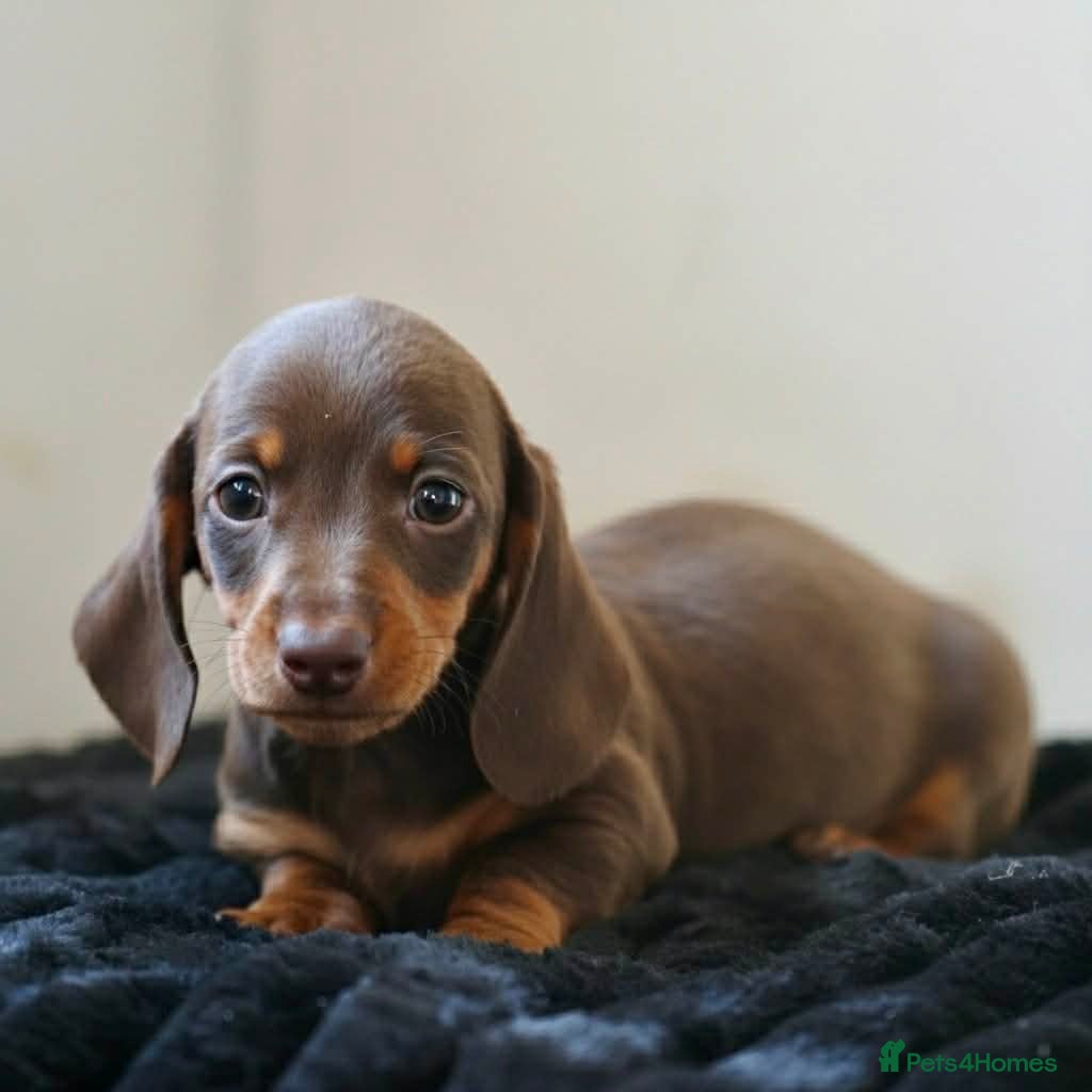 Miniature Dachshund dogs Mini smooth dachshund boys  - Advert 8