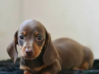 Miniature Dachshund dogs Mini smooth dachshund boys - Advert 8