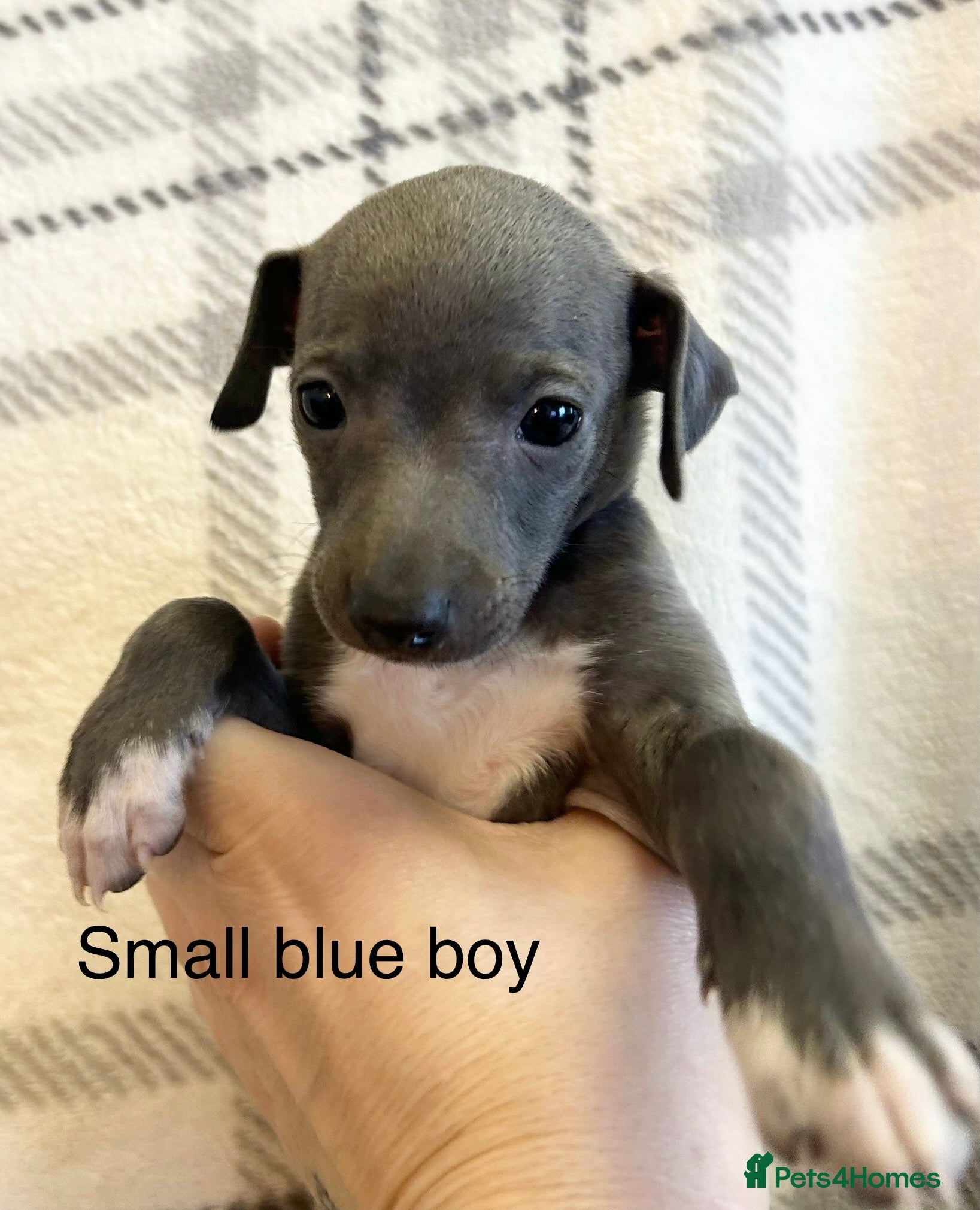 Italian Greyhound dogs 🐾Exceptional litter of KC Italian Greyhounds 🐾 - Advert 13