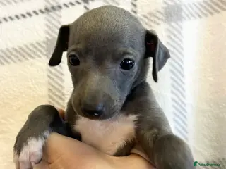 Italian Greyhound dogs 🐾Exceptional litter of KC Italian Greyhounds 🐾 - Advert 13