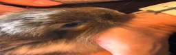 Mini Lion Lop rabbits for sale: Beautiful friendly lionlop babies - Advert 5