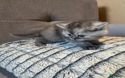 Scottish Fold cats for sale: Scottish fold/ straight 😍🥰❤️ - Image 8