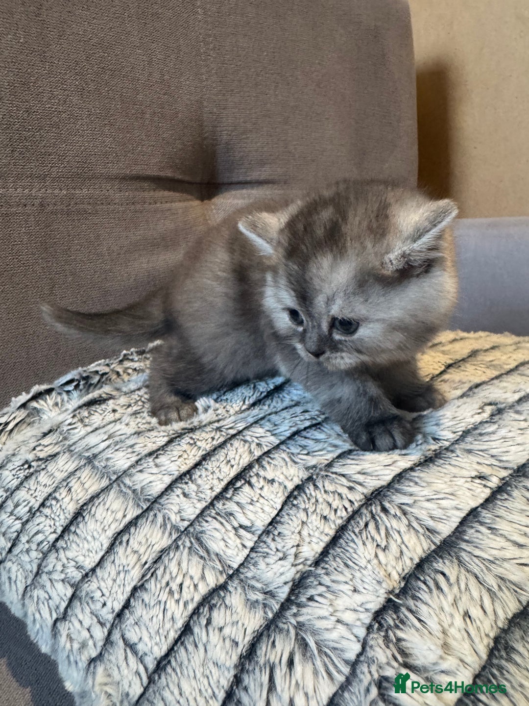 Scottish Fold cats for sale: Scottish fold/ straight 😍🥰❤️ - Image 8
