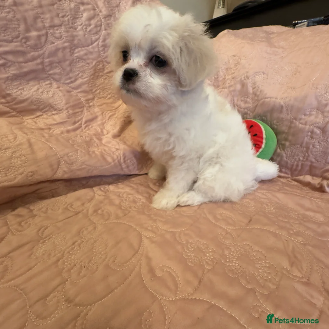 Mixed Breed dogs for sale: Unique Jatese puppies (toy breed) - Advert 11