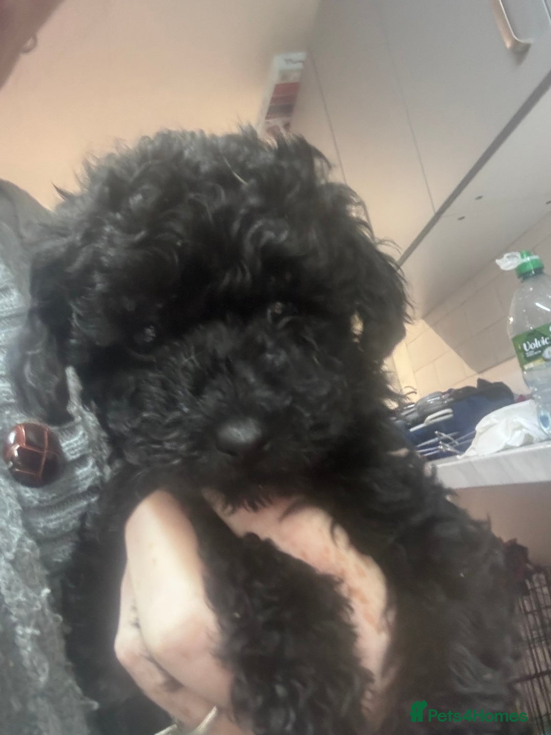 Yorkiepoo dogs for sale: 1 beautiful yorkiepoo ready to leave 🥰🥰 - Image 5