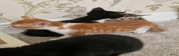 Mixed Breed cats for sale: Kittens Ready Now in Basildon - Advert 8