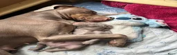 Weimaraner dogs for sale: 1 Stunning Weimaraner Puppy Boy Available - Advert 11