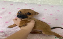 Mixed Breed dogs for sale: Jack Russell cross Pomeranian puppy’s  - Image 6